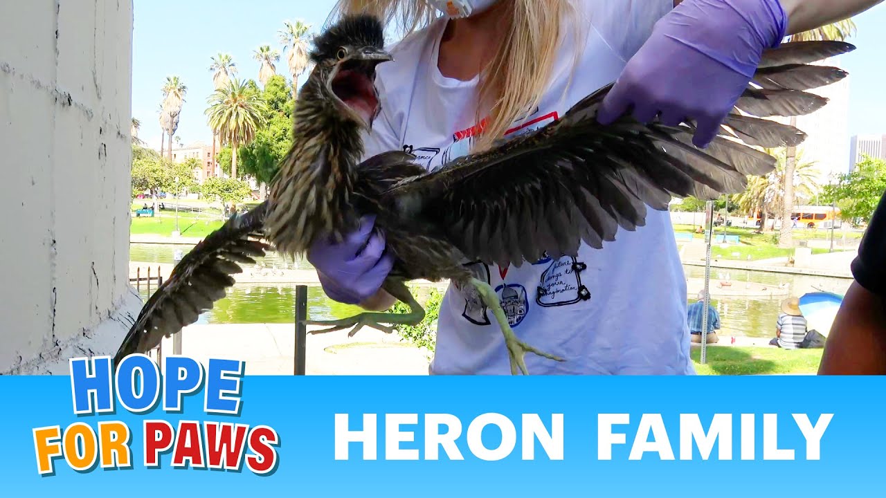 Baby herons thrown out of their nest one by one 😱😰😱😰 #wildlife