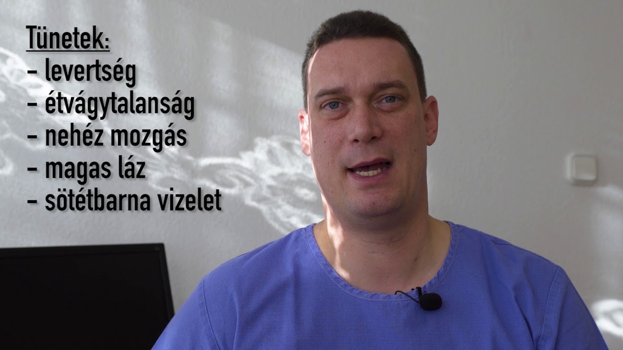 Kullancs által okozott kutya betegség: babéziózis