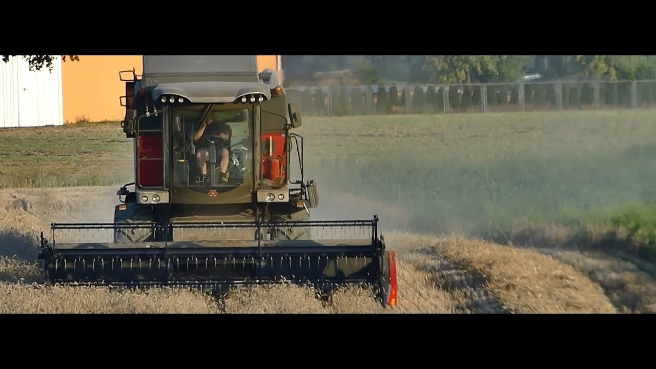 Żniwa 2018 | Massey Ferguson 7344 ACTIVA