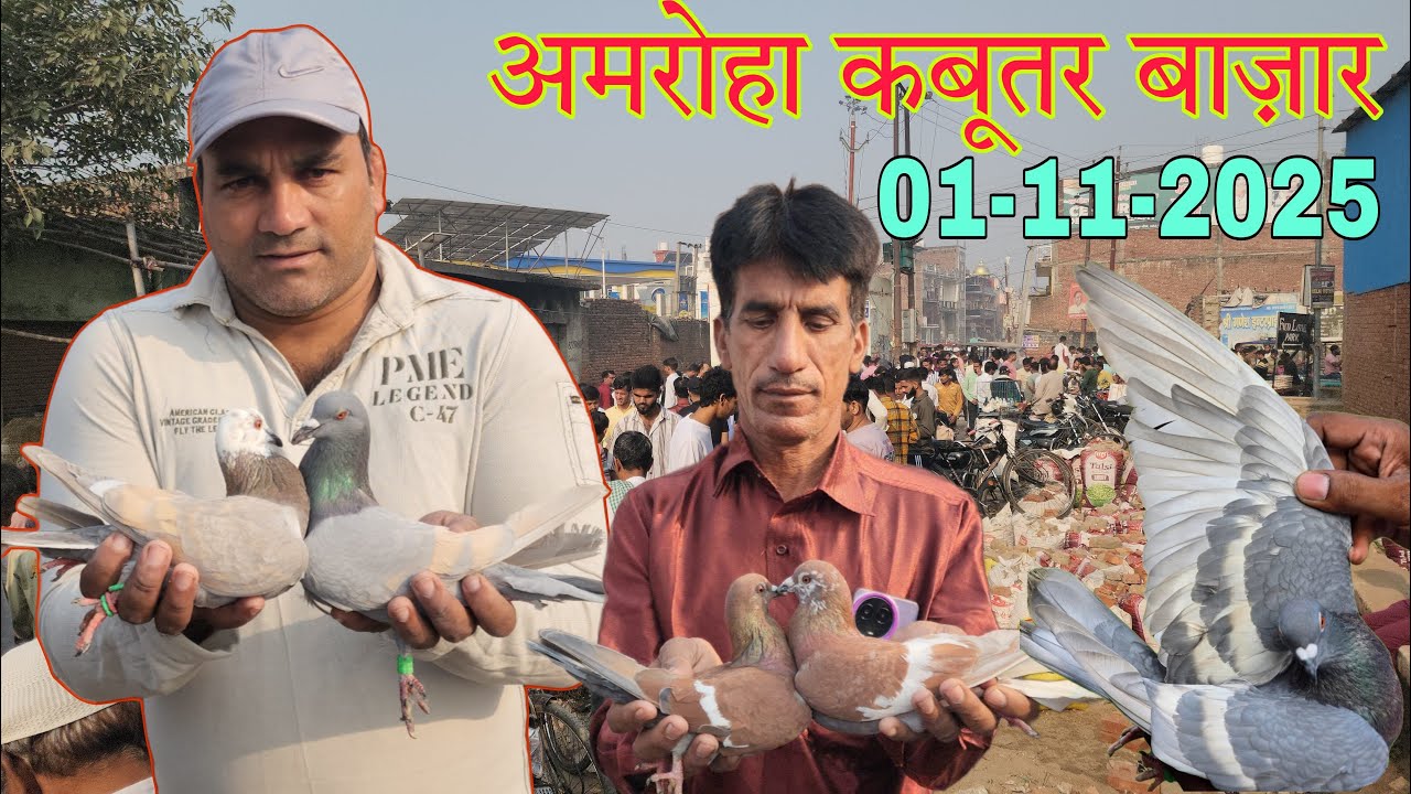 Amroha kabootar market 🕊️ 01-11-2025. अमरोहा कबूतर बाज़ार। Gola kabootar market