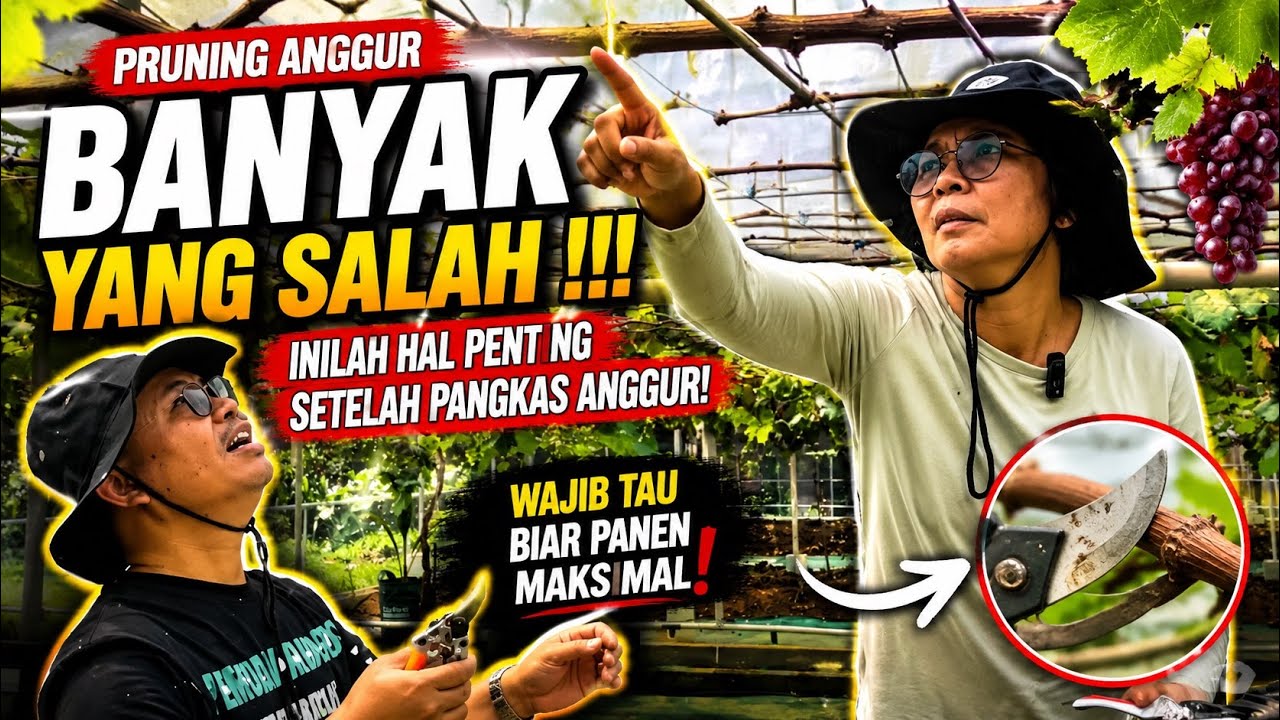 PRUNING ANGGUR BERSAMA IBU BADARIAH & MR. WORACHEST INDOTHAI VINEYARD THAILAND DI KUNG ANGGUR BLITAR