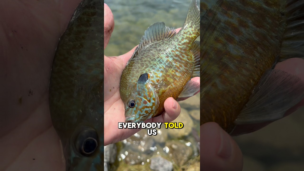 Рыба, о существовании которой все говорили, появится СЕГОДНЯ! 🎣🐟 #шорты #рыбалка