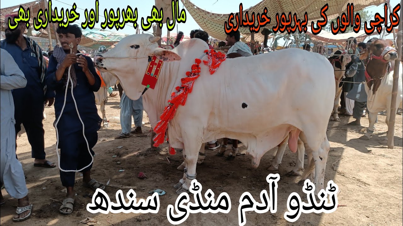 Tando Adam Mandi Latest update |MSCattleFarm|