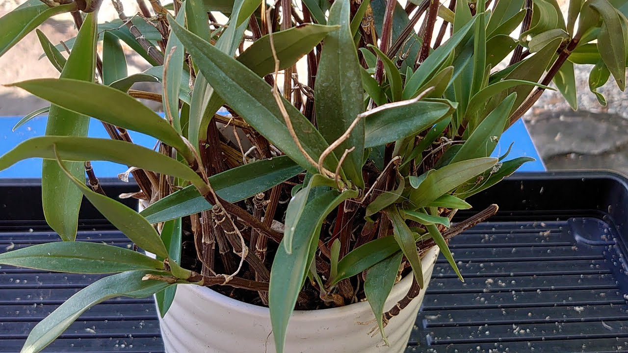 Делю куст дендробиума. Dendrobium Berry Oda. デンドロビウム株分け