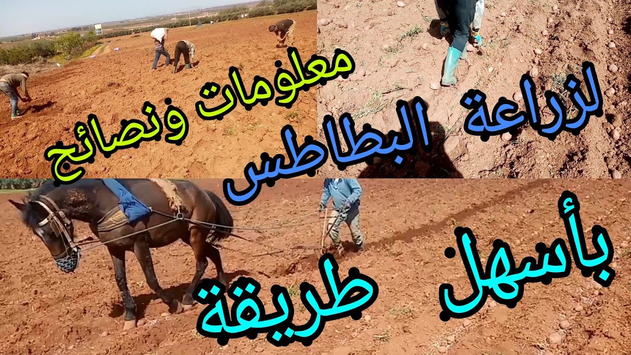 طريقة زراعة البطاطس