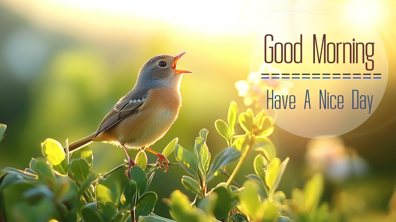 PEACEFUL MORNING MUSIC - Wake Up Happy with Powerful Positive Vibes - Calm Morning Meditation Music