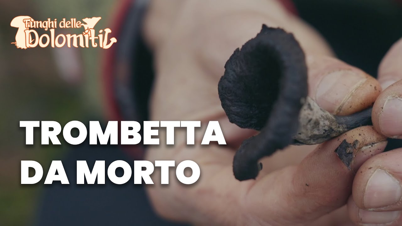 Funghi delle Dolomiti 🍄 | E4: Trombetta da morto (COMMESTIBILE)