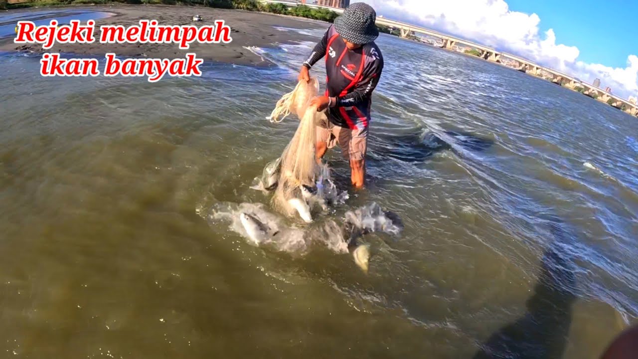 Amazing net mullet fishing || rejeki melimpah jala ikan di muara sungai Taiwan 