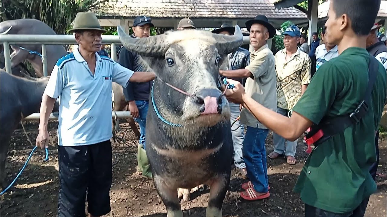 KERBAU PHETAK LANGKA | RARE BUFFALO | BUFFALO UNIQUE IN PURWAKARTA