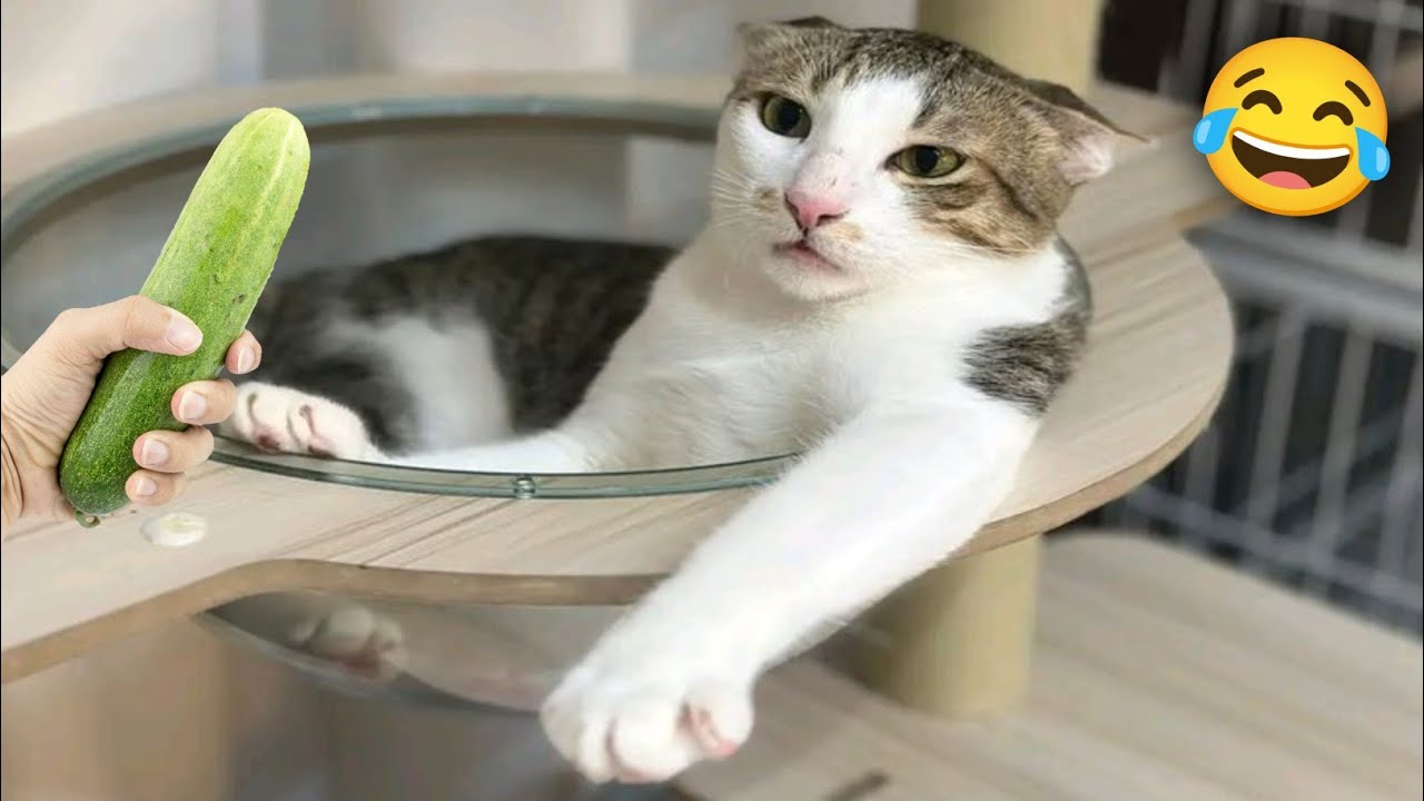 Funniest Cat Clips 😂| Funny Compilation 2026