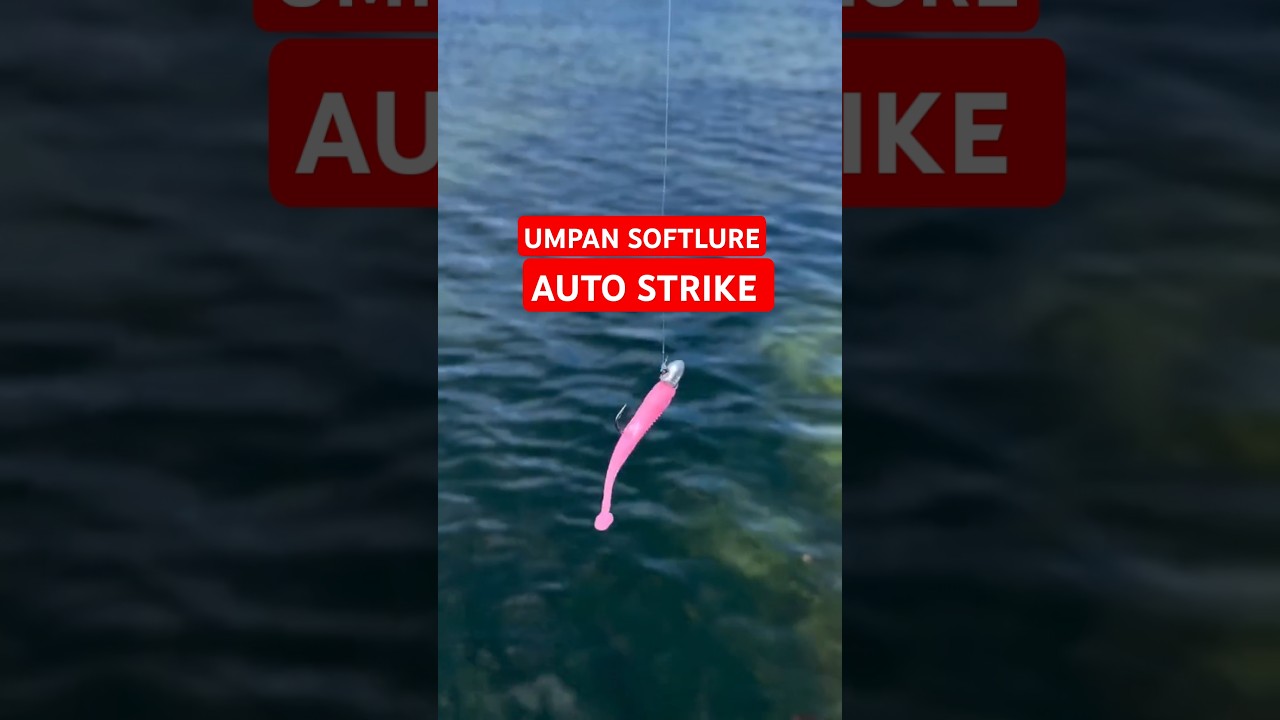 PLEASE SUBSCRIBE 🥺MENGGUNAKAN UMPAN SOFTLURE AUTO STRIKE