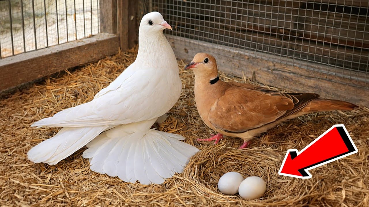 تهجين الحمام مع اليمام 😍يلا نكشف علي البيض 👌