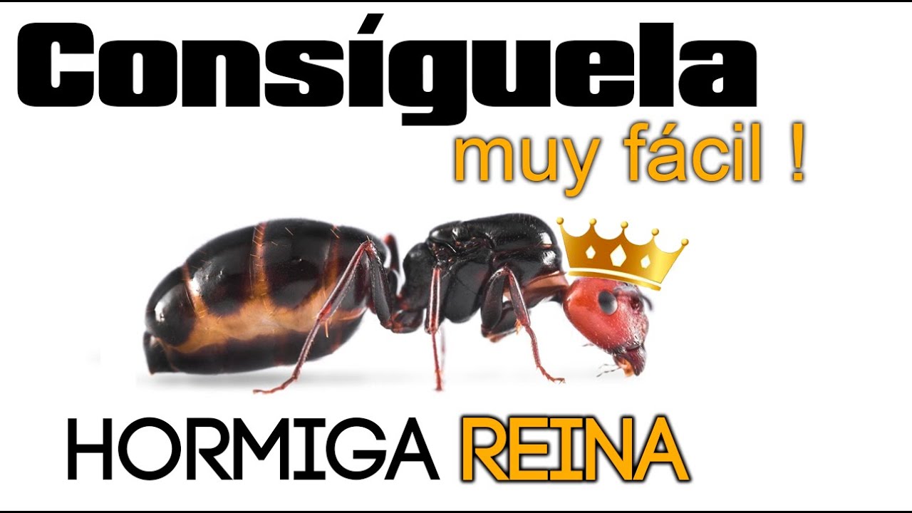 Así conseguí una HORMIGA REINA SALVAJE 👑 😱