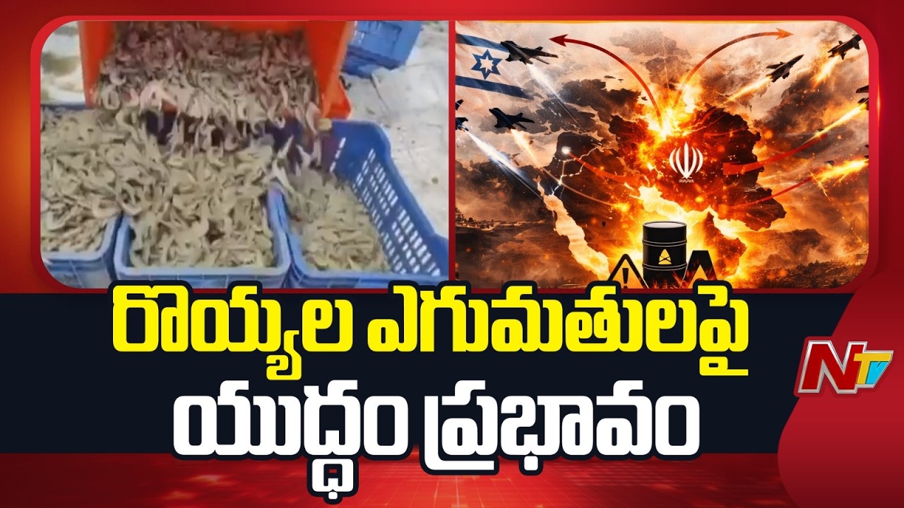 Vijayawada: రొయ్యల ఎగుమతులపై యుద్ధం ప్రభావం | Special Report | NTV Telugu