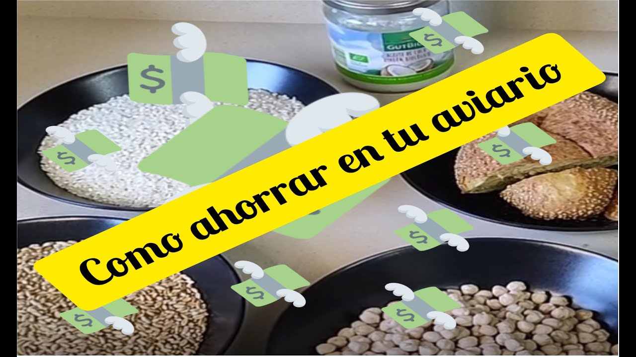 🚨💵💵Como Ahorrar en el aviario , haz tu propio pienso casero 💵💵🚨