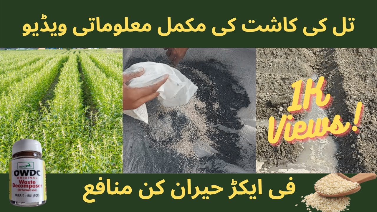 تل کی کاشت | Sesame Cultivation | Till Ki Kasht In Pakistan 2022 |Urdu-Hindi