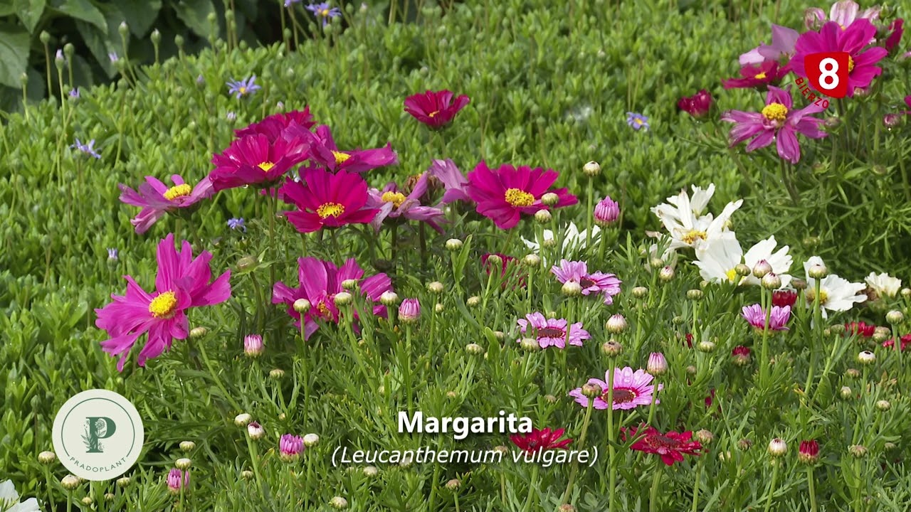 Margaritas, cómo cuidarlas y sus características