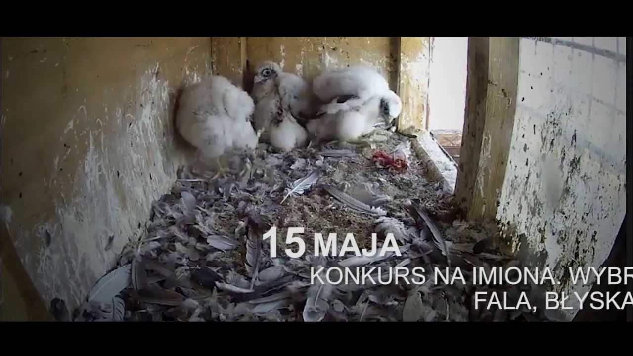 Gdyńskie sokoły: od narodzin do lotu