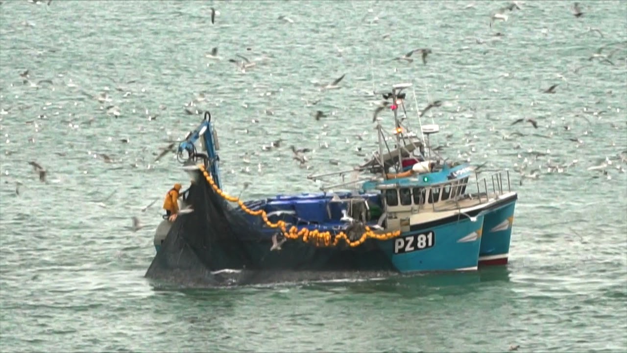 MFV Lyonesse hauling a huge sardine catch in Mounts Bay, Cornwall.