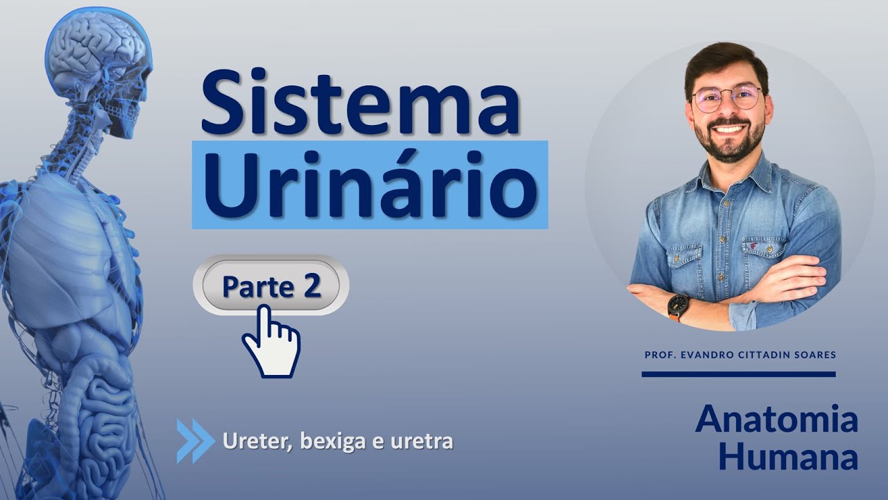 SISTEMA URINÁRIO - PARTE 2 (FINAL) -  URETER, BEXIGA E URETRA