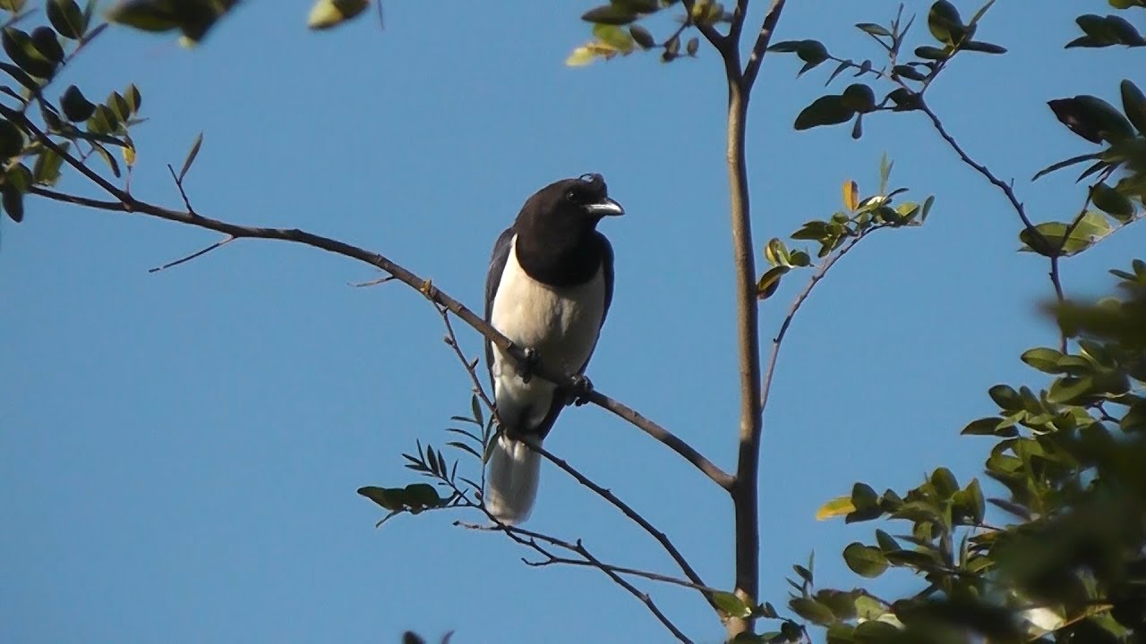 Canto da gralha-do-campo (Cyanocorax cristatellus)