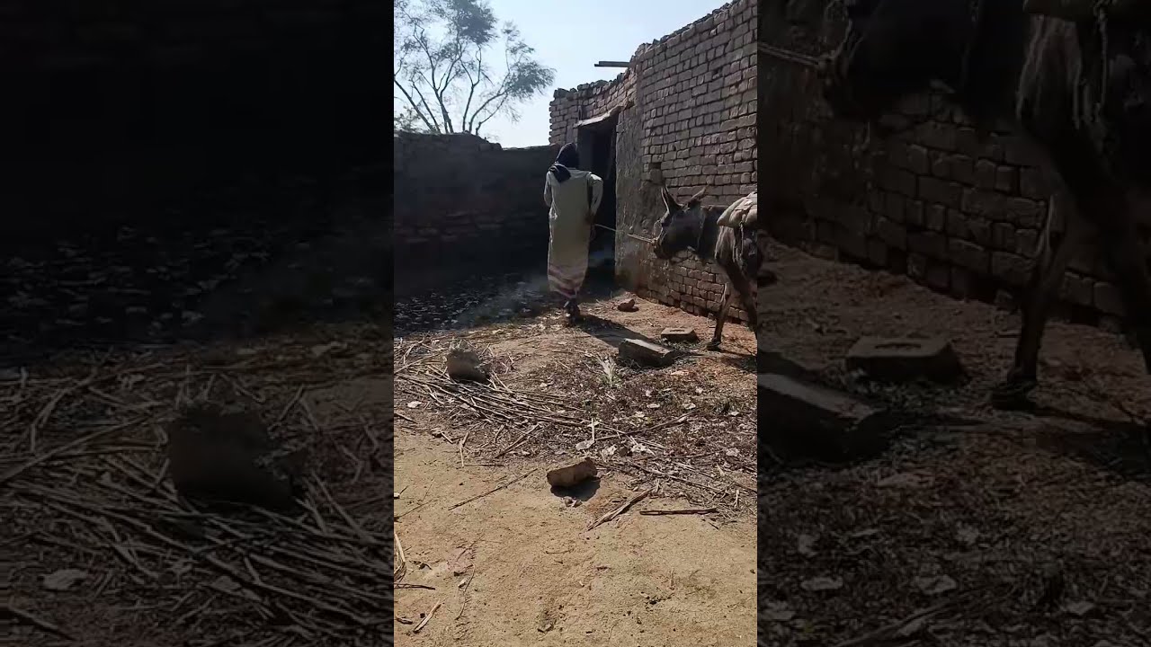 КоНі Ваговози.Жеребець наПаровку.Привезли лошицю з Бачача. КоніТернопільщини. Wyt.