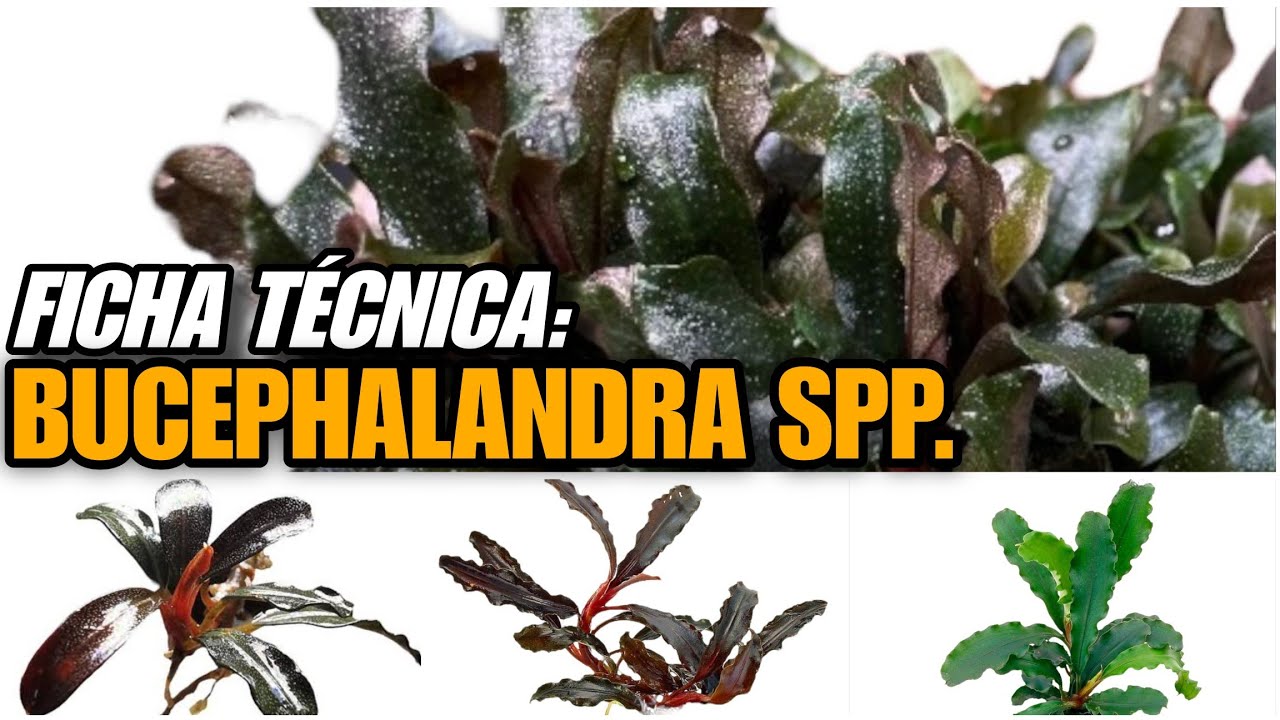 BUCEPHALANDRA SPP. - O QUE VOCÊ PRECISA SABER