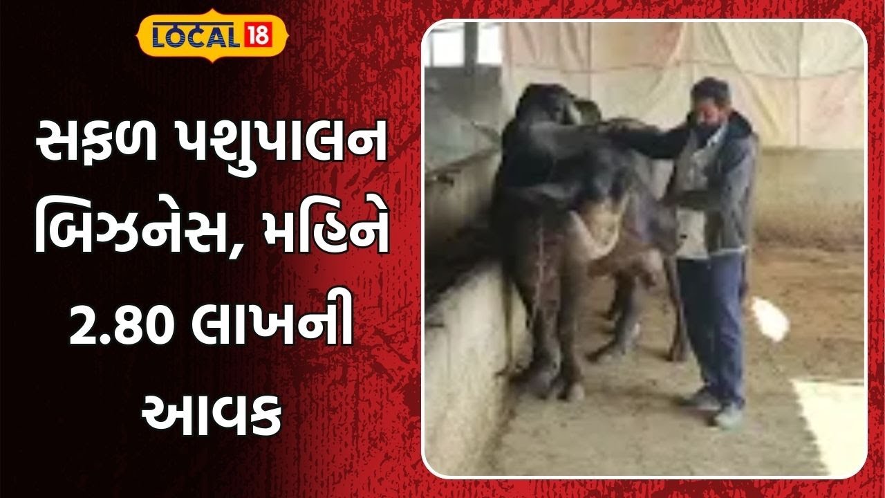 Animal Husbandry: સફળ પશુપાલન બિઝનેસ, મહિને 2.80 લાખની આવક અને ખર્ચ 50 ટકા | Amreli | Gujarat