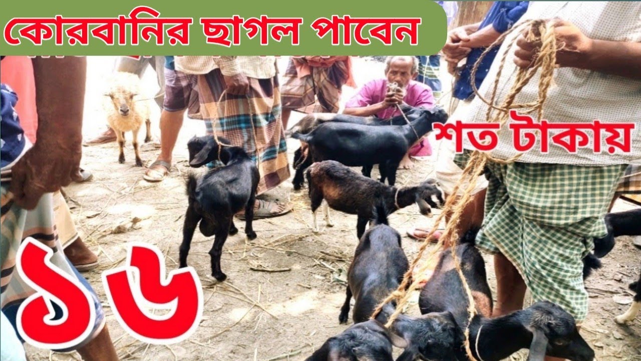স্বল্প দামে খামার উপযোগী ছাগল দেখুন এই হাটে। দেওহাটা হাট টাঙ্গাইল।।