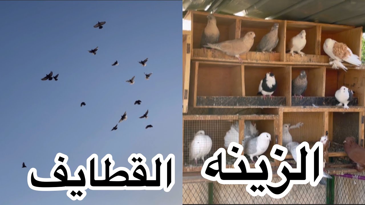 نقلت حمام الزينه بالعشه الثانيه