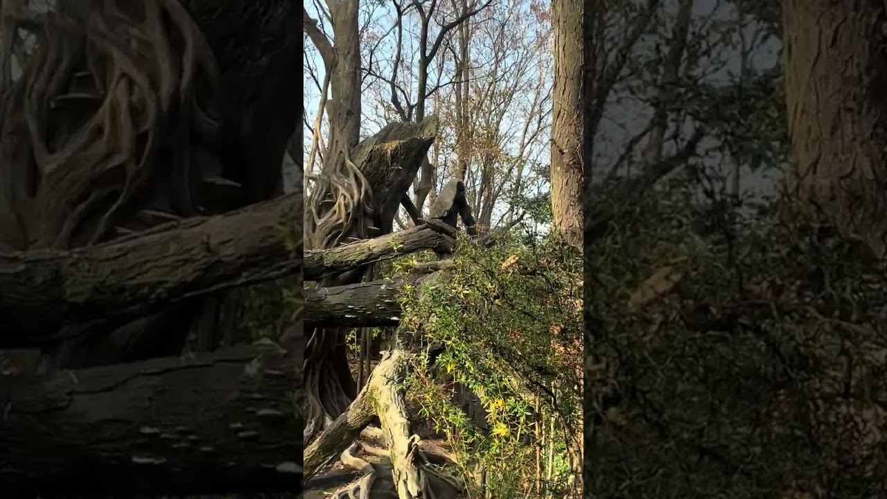 I think this is Babatunde enjoying the view from a high place