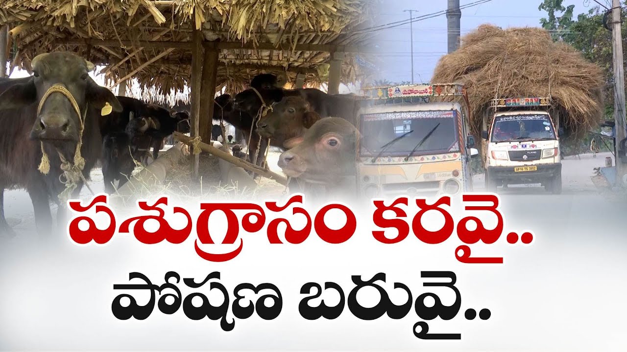 పశు సంపదకు యాంత్రీకరణ దెబ్బ | Fodder Shortage Caused by Mechanized Harvesters