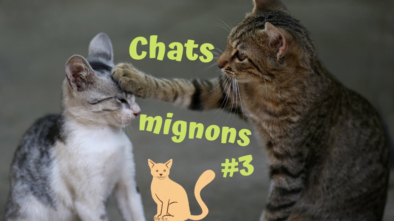 Petits chats mignons #3 qui jouent, dorment  et qui sont vraiment trop beaux