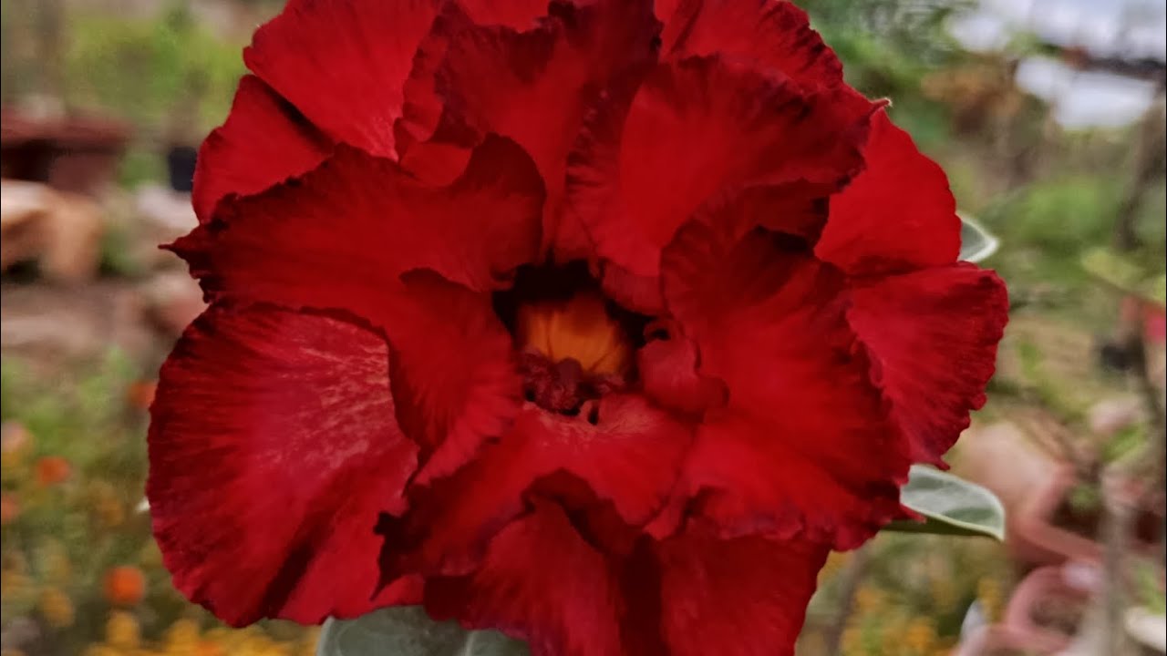 Organização das minhas Rosas do deserto