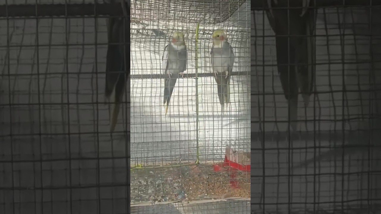 💫.....My all pets and birds update video ....👉 coming soon....|SPL Birds|shorts|YouTube....