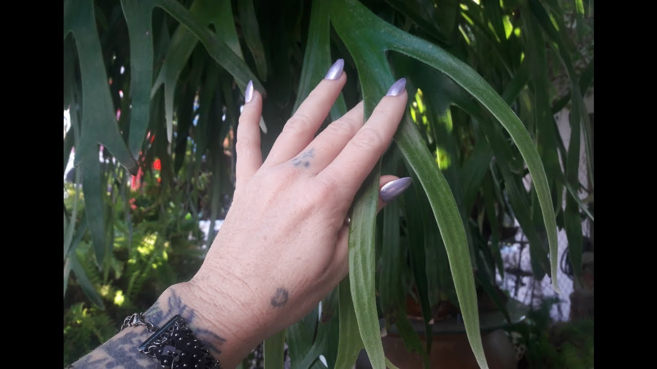 asmr - Garden and Gift Shop Tour , soft spoken / lo-fi
