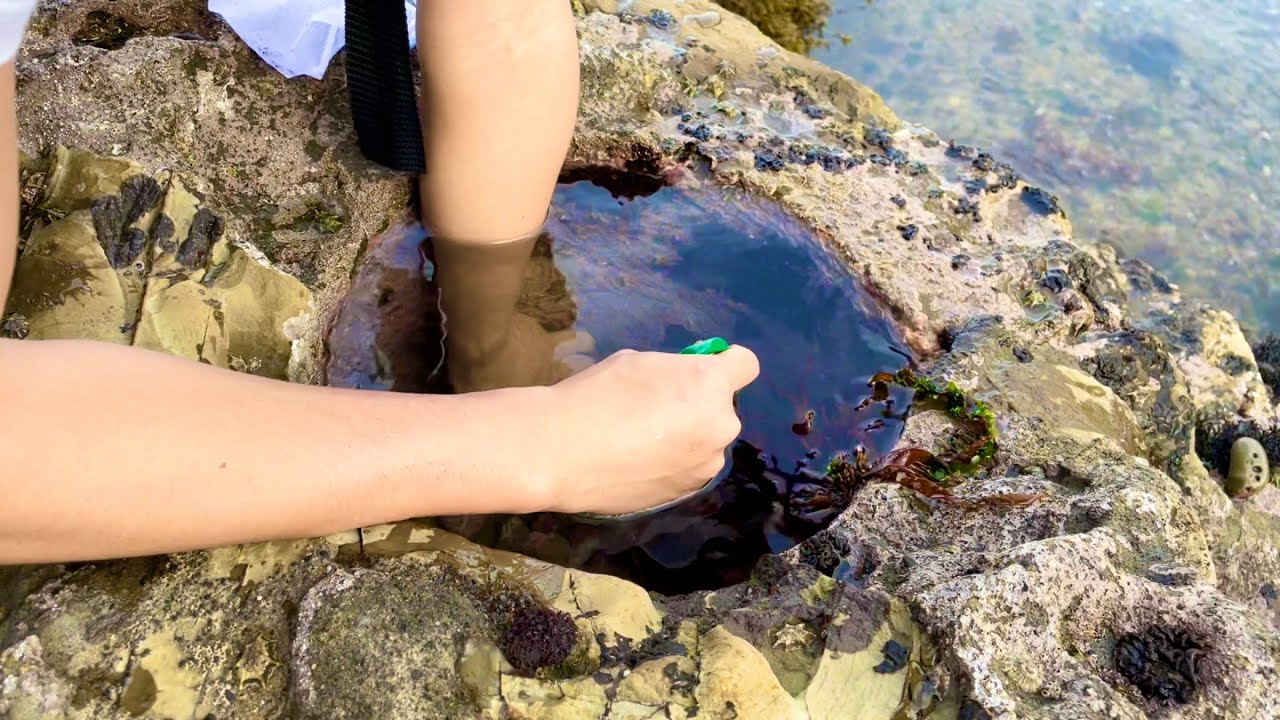 こんな場所にお魚が？【潮溜まりガサガサ】
