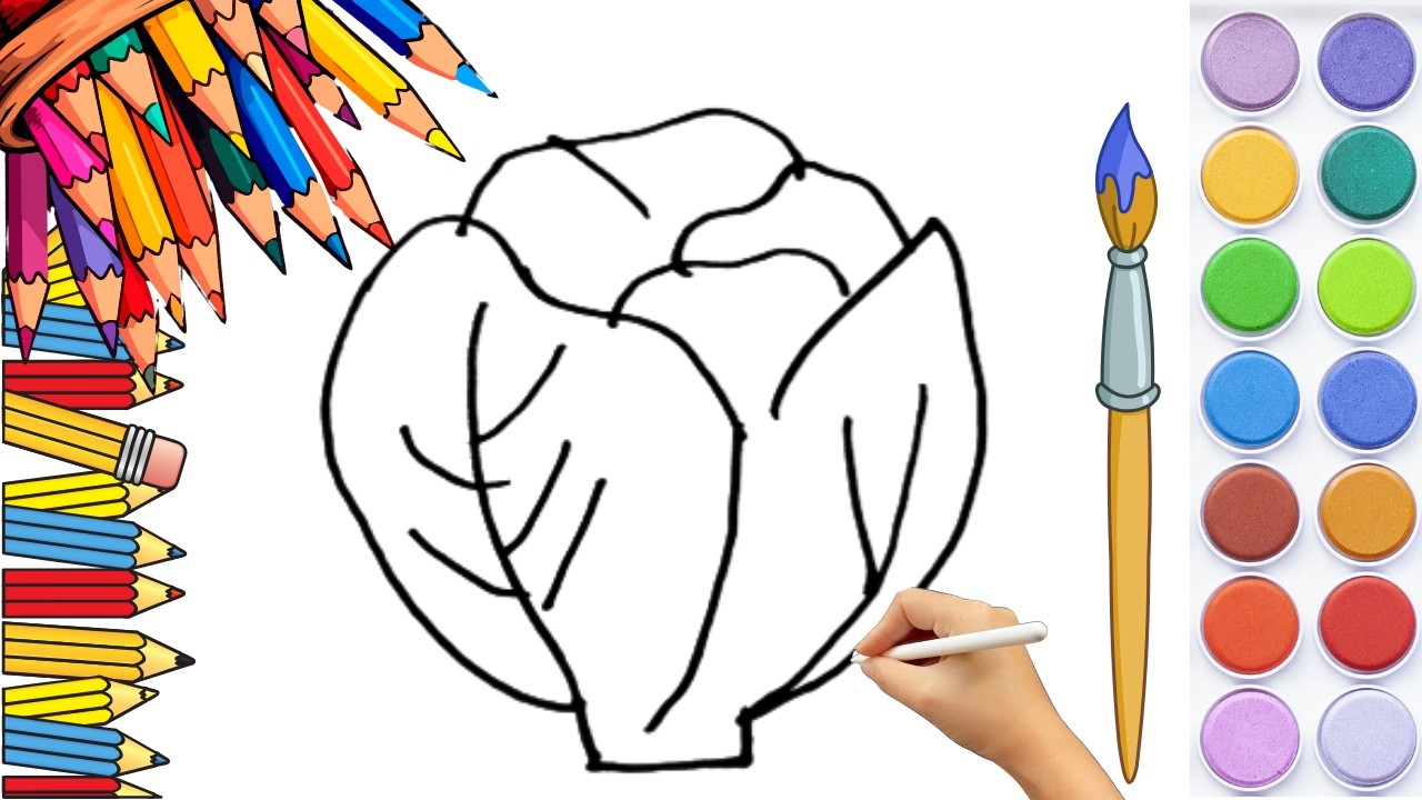 How To Draw cute Cabbage vegetable Drawing, Painting & Coloring For Kids and Toddlers_🌈🎨