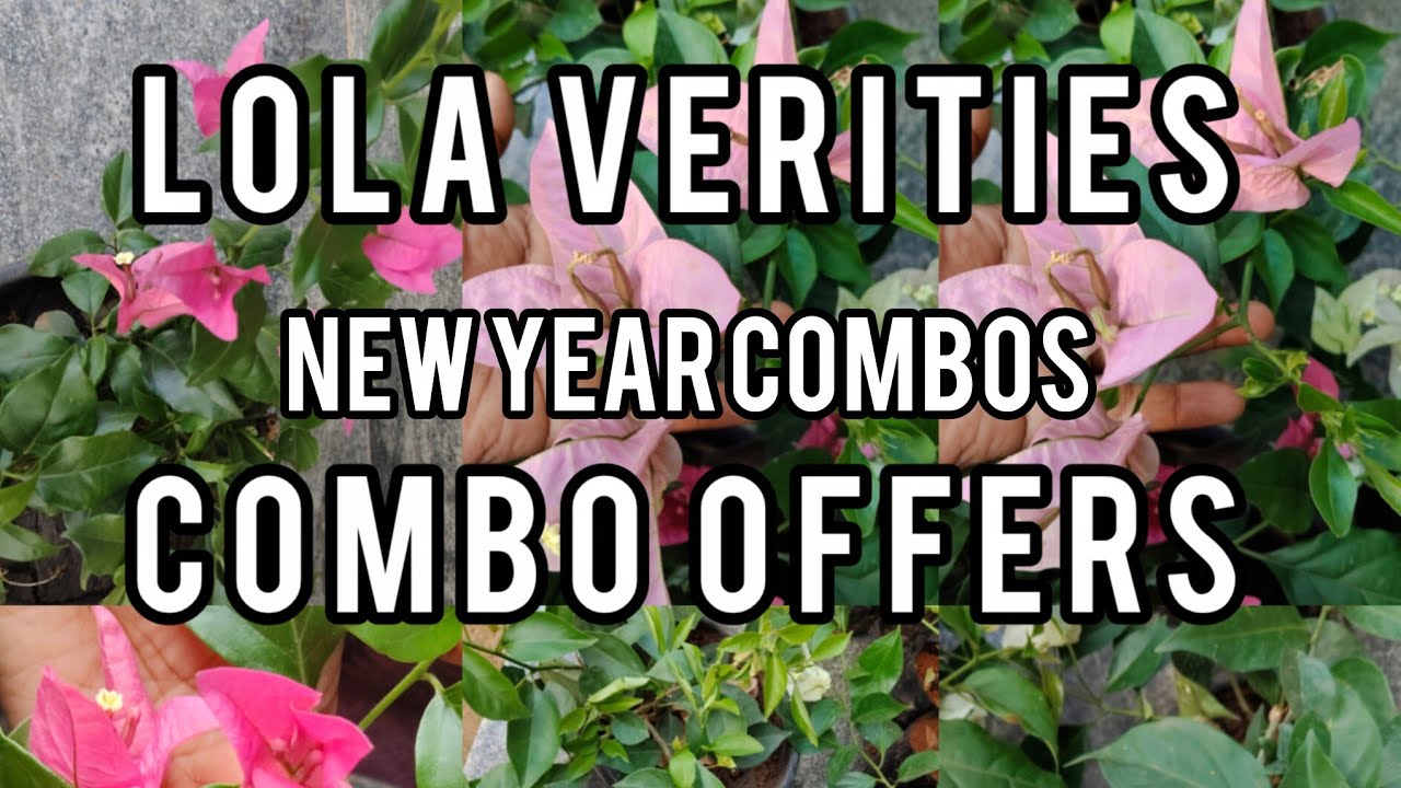 Lola Verities Combo offer 