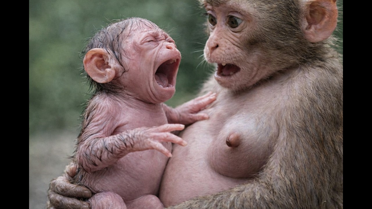 From Deep Sadness to Gentle Comfort — Leo Monkey