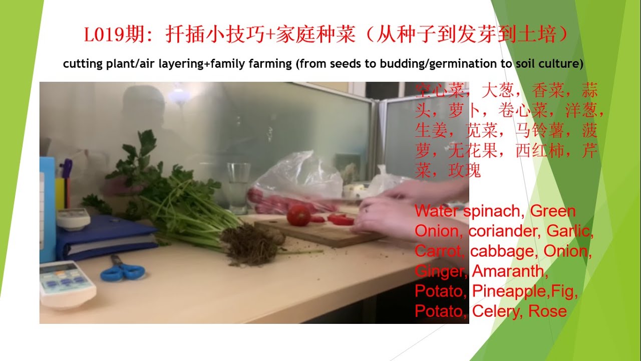 L019期: 扦插小技巧+家庭种菜(从种子到发芽到土培),cutting/air layering+family farming(fr seeds 2 budding/germination)皮特模型