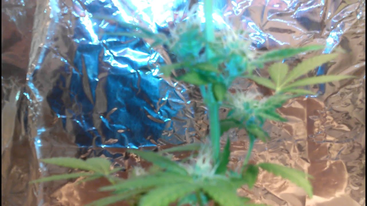 Diamond OG strain grow