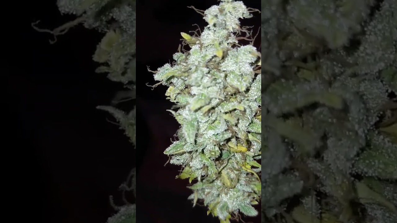 weed White widow auto