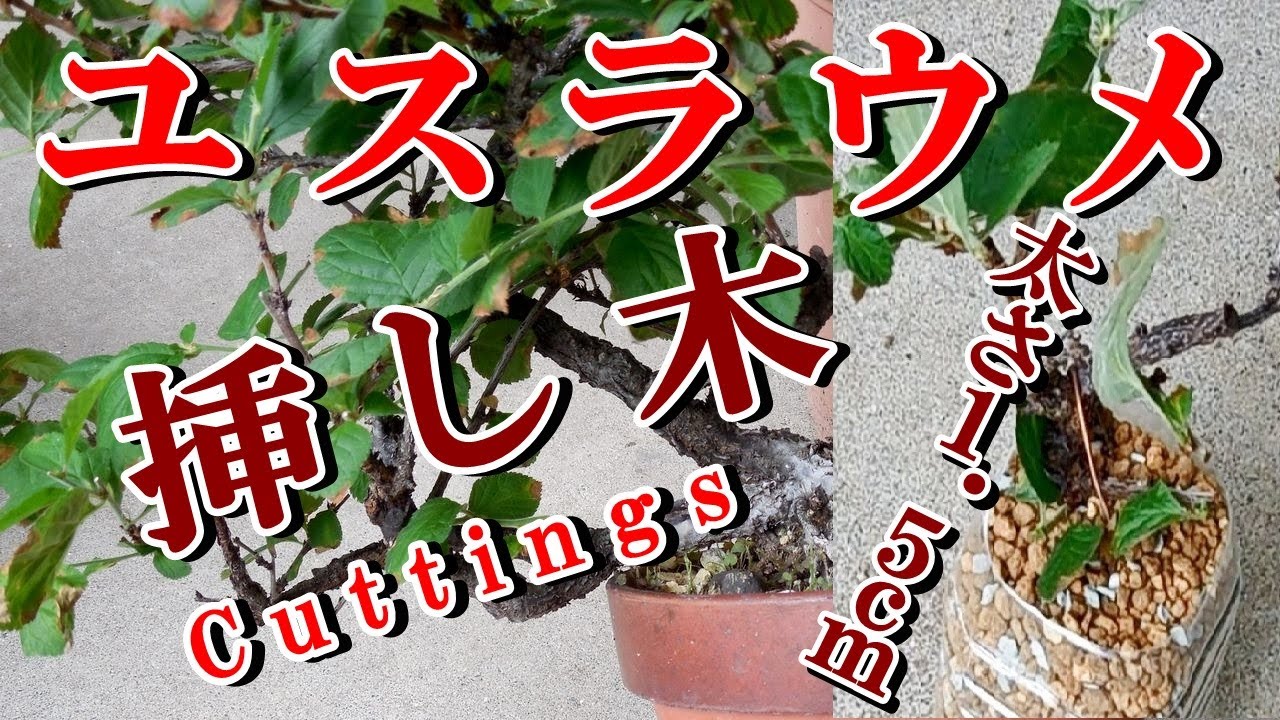 【ユスラウメ盆栽 挿し木】 ゆすらうめ不要枝太さ1.5ｃｍ 1週間水挿し後  挿し木