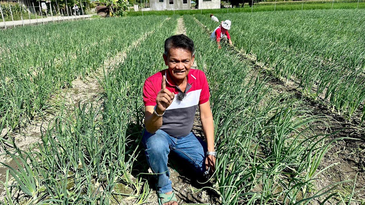 Dating OFW at TNT sa Saudi, Ang Mag Peperyang Farmer!  Pero sa huli sa Onion Farming ang Success