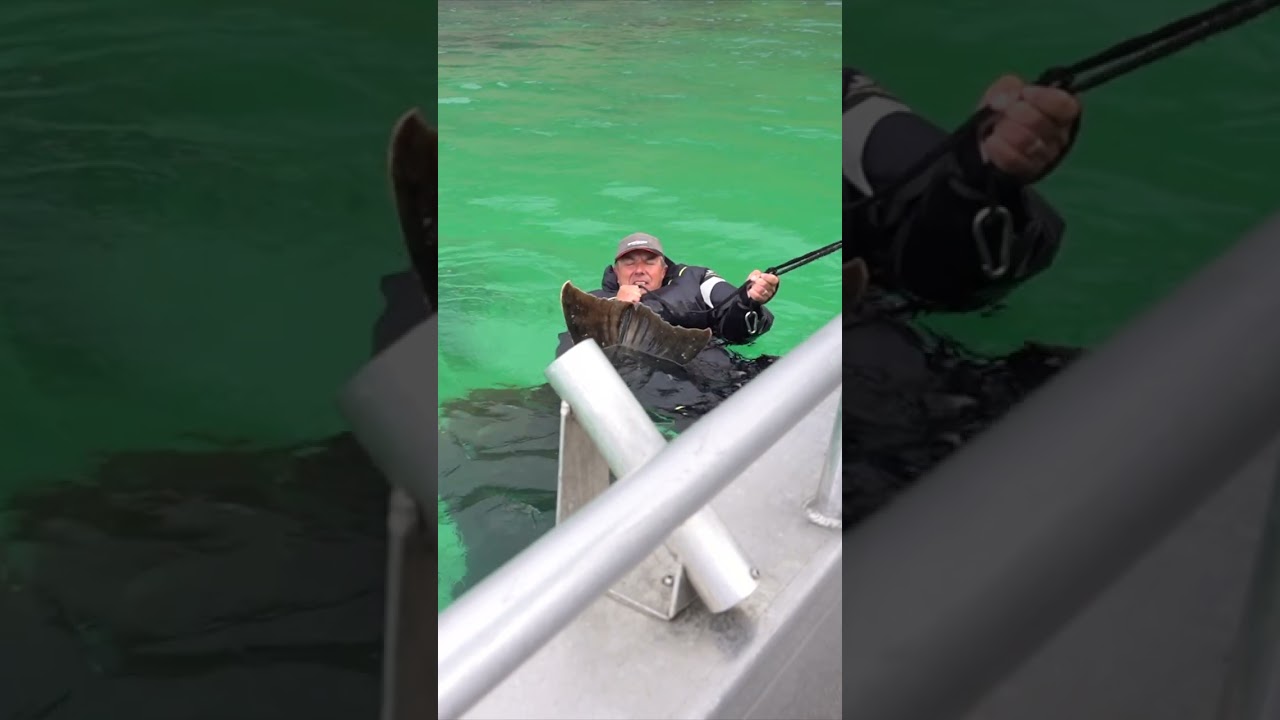 HUGE Halibut release... 👋🏽🎣🇳🇴