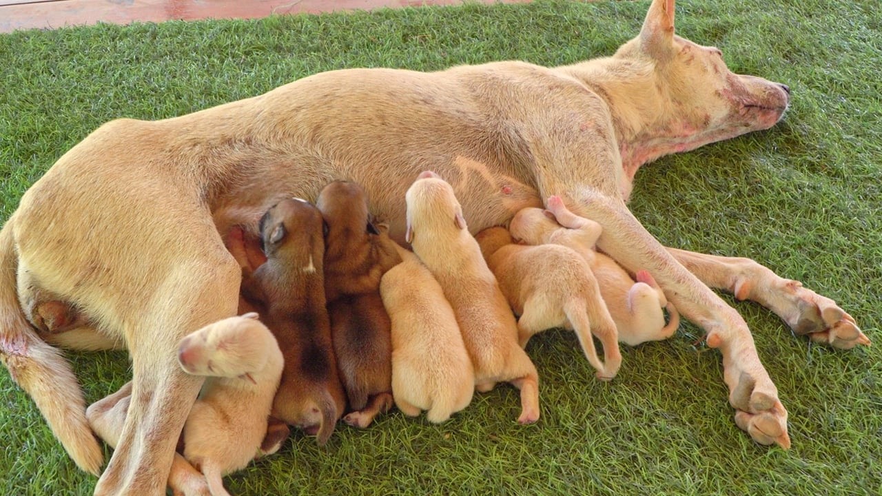 Rescued Mama Dog Giving Birth to 7 Puppies