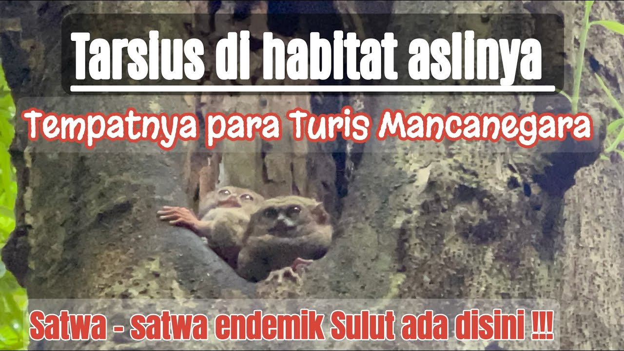 Tarsius Tangkoko | Satwa Endemik Sulawesi Utara | Tangkoko National Park Terkini 2023