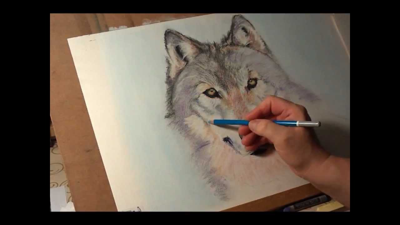 Fast drawing - Wolf  in soft pastel.wmv