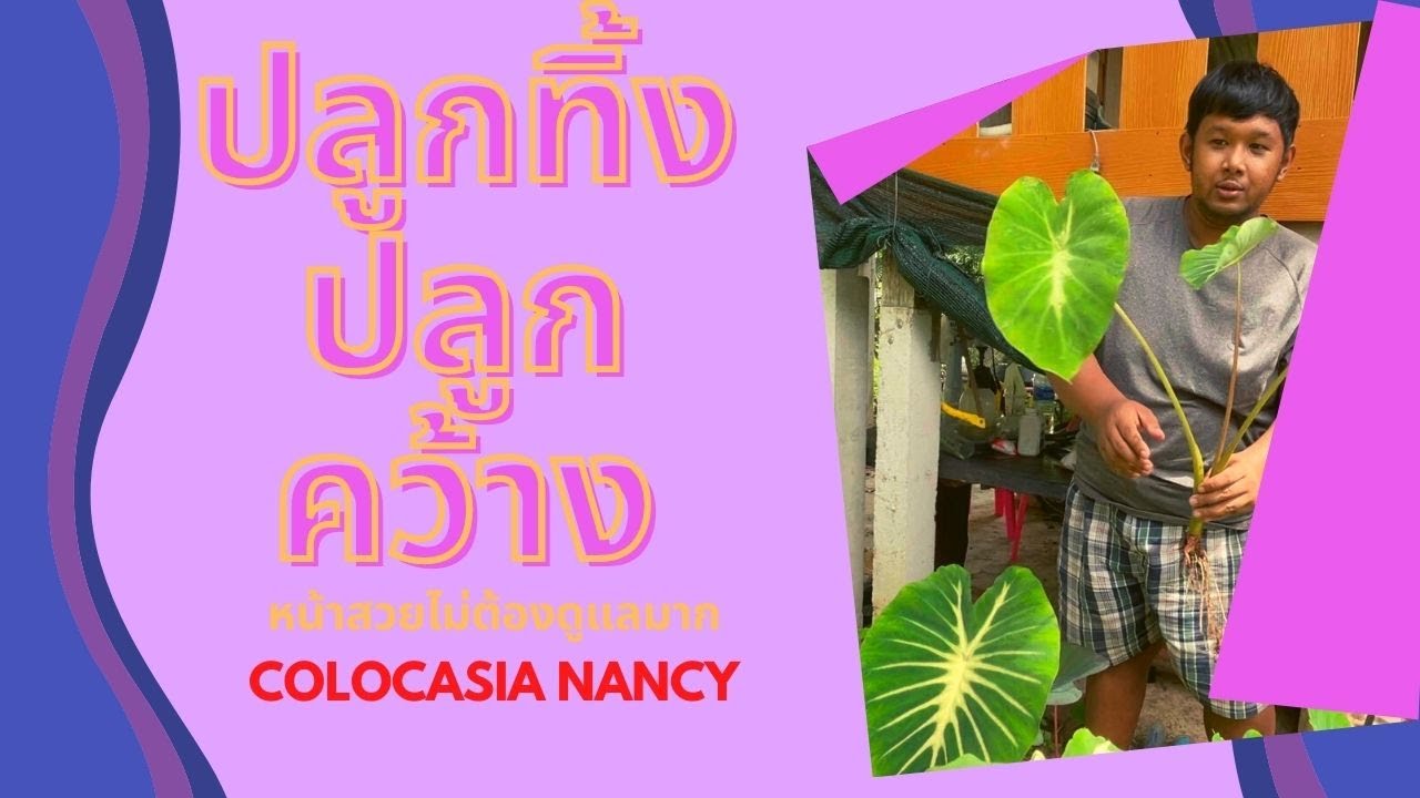 บอนหน้าสวยแนนซี่ ปลูกทิ้งไว้ 3 เดือนไม่ได้ดูแลหน้าสวยมาก Colocasia Nancy | เรื่องราวต้นไม้